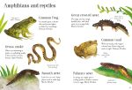Nature Spotting Guide spread