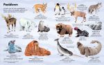 Het grote boek over dieren spread