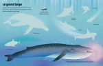 Les animaux de l'océan page intérieure