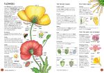 Usborne Illustrated Dictionary of Science spread