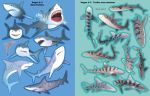 Les requins page intérieure
