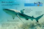 Sharks spread
