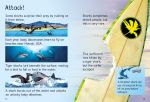 Sharks spread