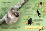 Rainforests spread