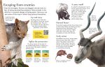First Encyclopedia of Animals spread