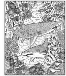 Les requins page intérieure