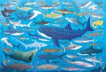 Les requins page intérieure