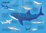 Les requins page intérieure
