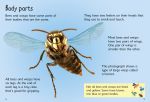 Bees and Wasps spread