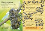 Bees and Wasps spread