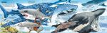 Big Book of Big Sea Creatures spread