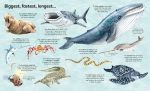 Big Book of Big Sea Creatures spread