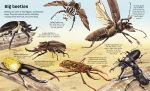 Big Book of Big Bugs spread