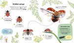 Usborne First Book of Bugs spread