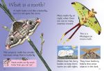 Caterpillars and Butterflies spread