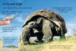 Reptiles spread