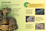 Reptiles spread