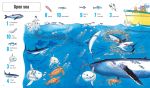 1001 Things to Spot in the Sea spread