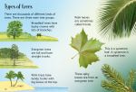 Trees spread