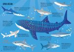 Usborne Book and Jigsaw: Sharks spread