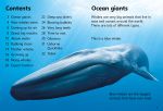 Beginners Whales spread