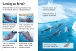 Beginners Whales spread