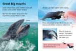 Beginners Whales spread