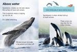 Beginners Whales spread