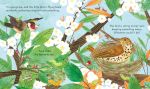Peek Inside a Bird's Nest spread