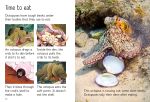 Beginners Octopuses spread