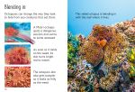 Beginners Octopuses spread