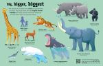 Great Big Animals (with great big flaps) spread