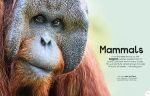 The Usborne Book of Animals spread