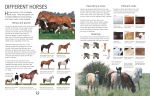Complete Book of Horse Riding spread
