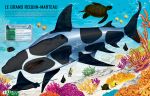 Construis tes requins avec des autocollants page intérieure