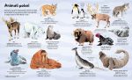 Il grande libro degli animali pagina interna