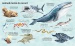Il grande libro degli animali marini pagina interna