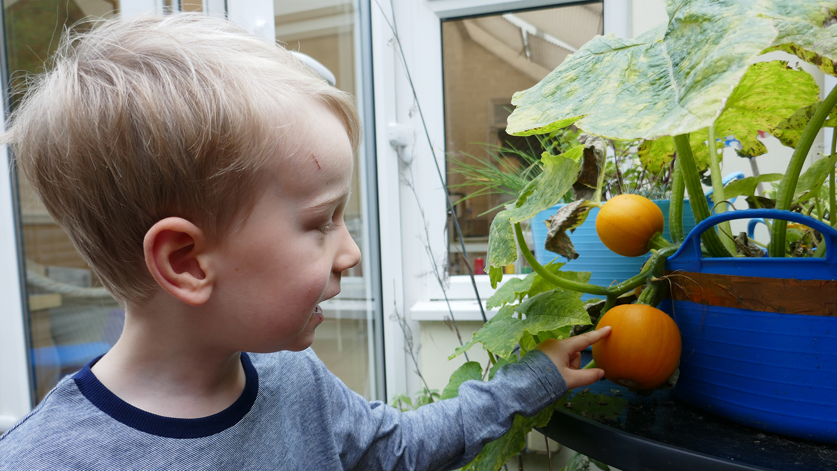 What I learned from growing my own pumpkins