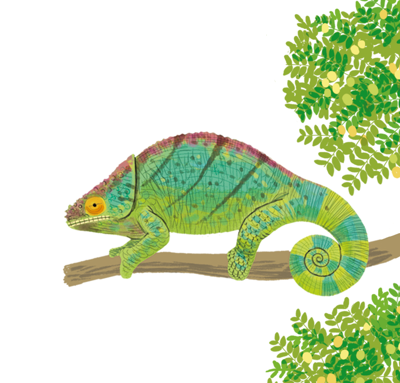 Discover The Unique Wildlife Of Madagascar Usborne Be Curious