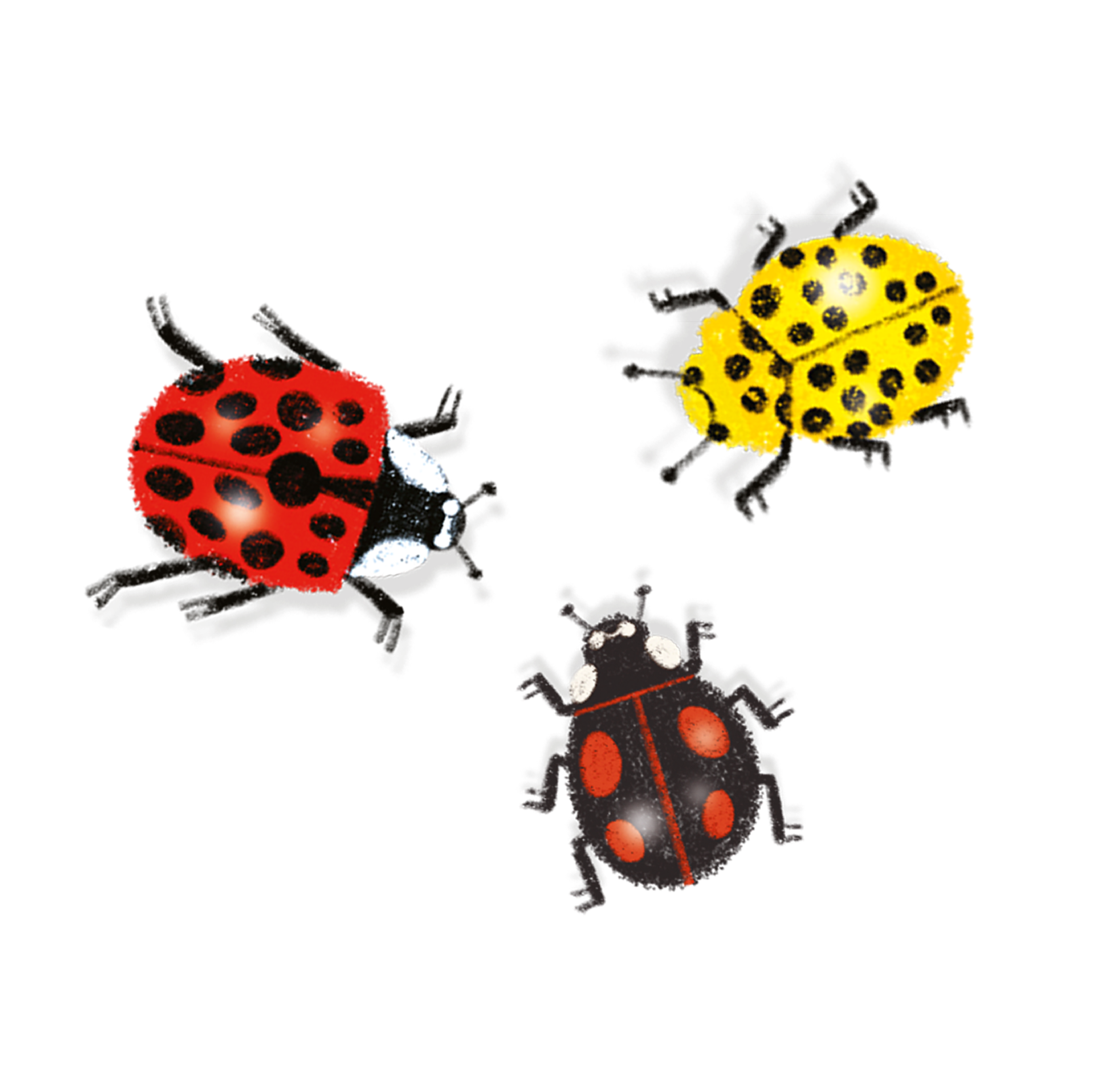 A loveliness of ladybugs could consist of 5000 different types ...
