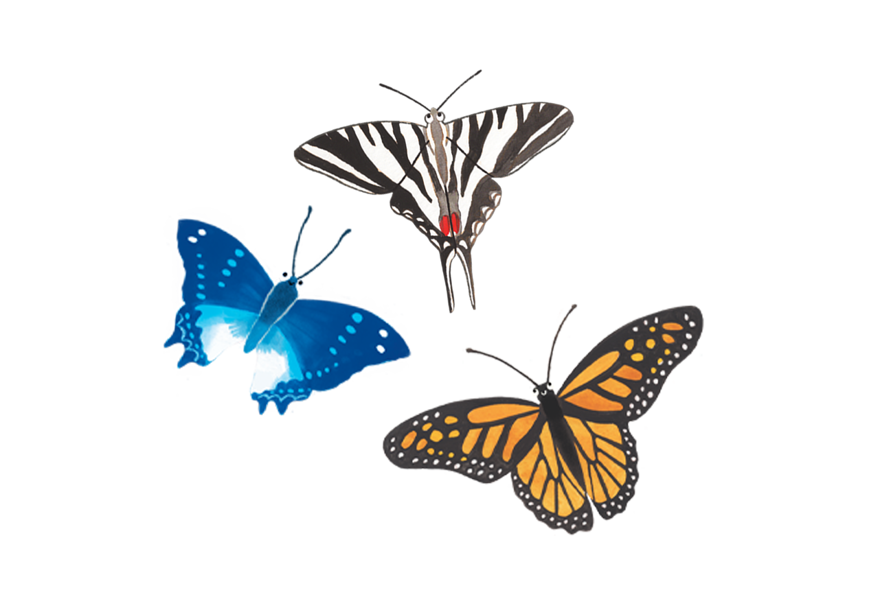 Butterfly patterns | Usborne | Be Curious