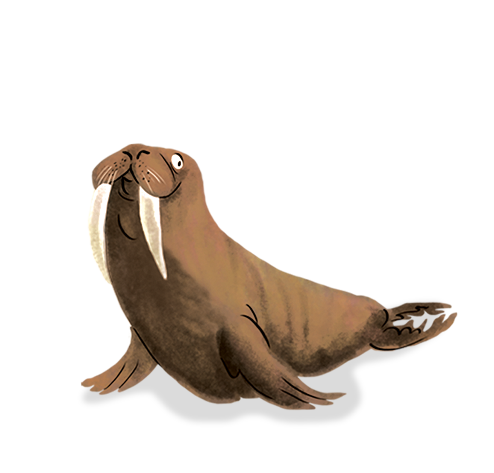 How do you train a walrus? | Usborne | Be Curious