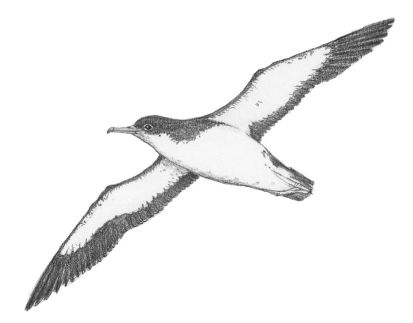 A Manx Shearwater, featured in Where the World Ends