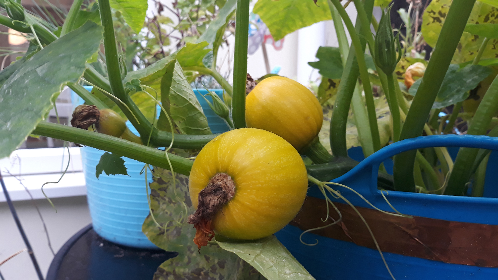 Male and female pumpkins growing – hard for the untrained eye to spot the difference!