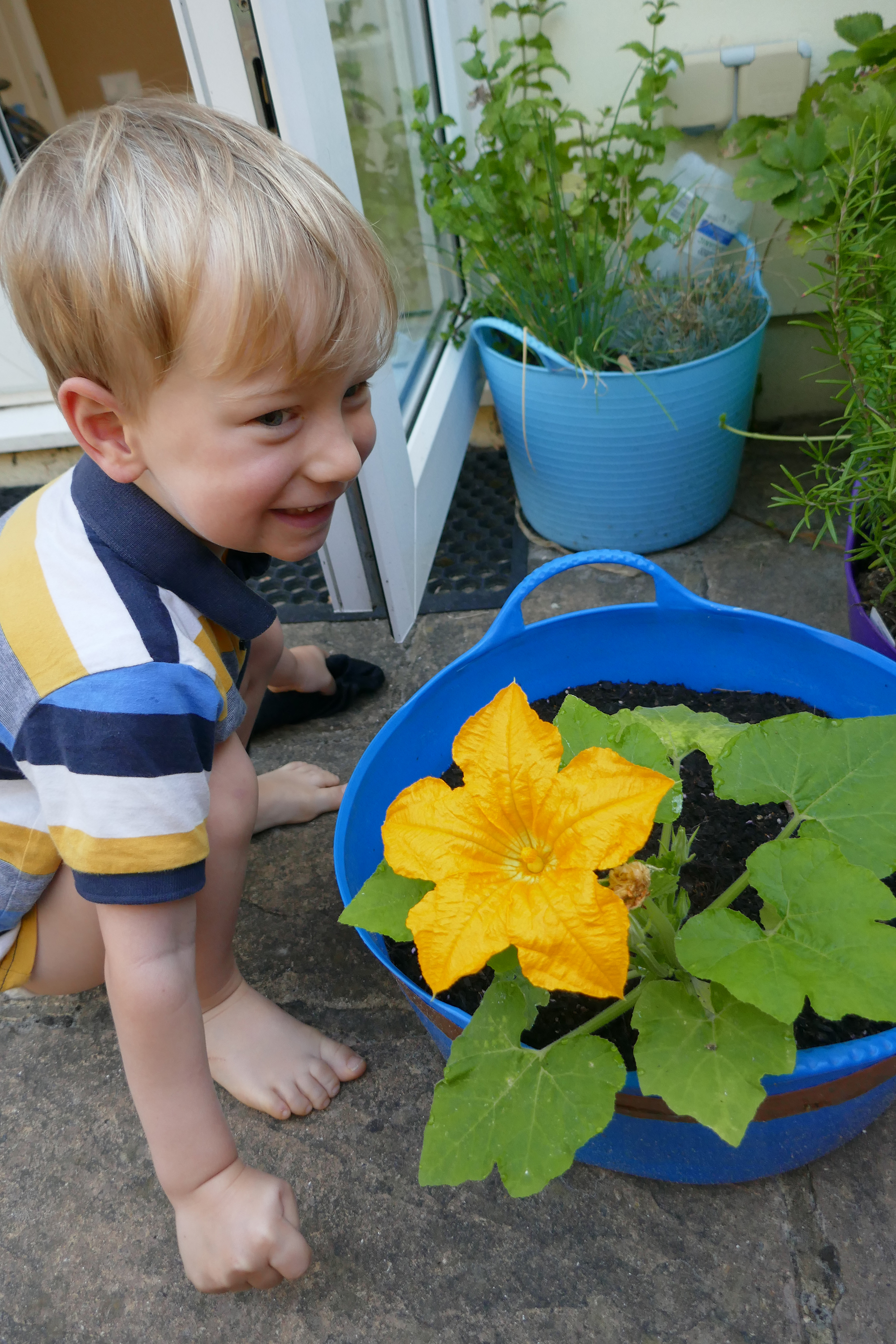 Pumpkin flowers