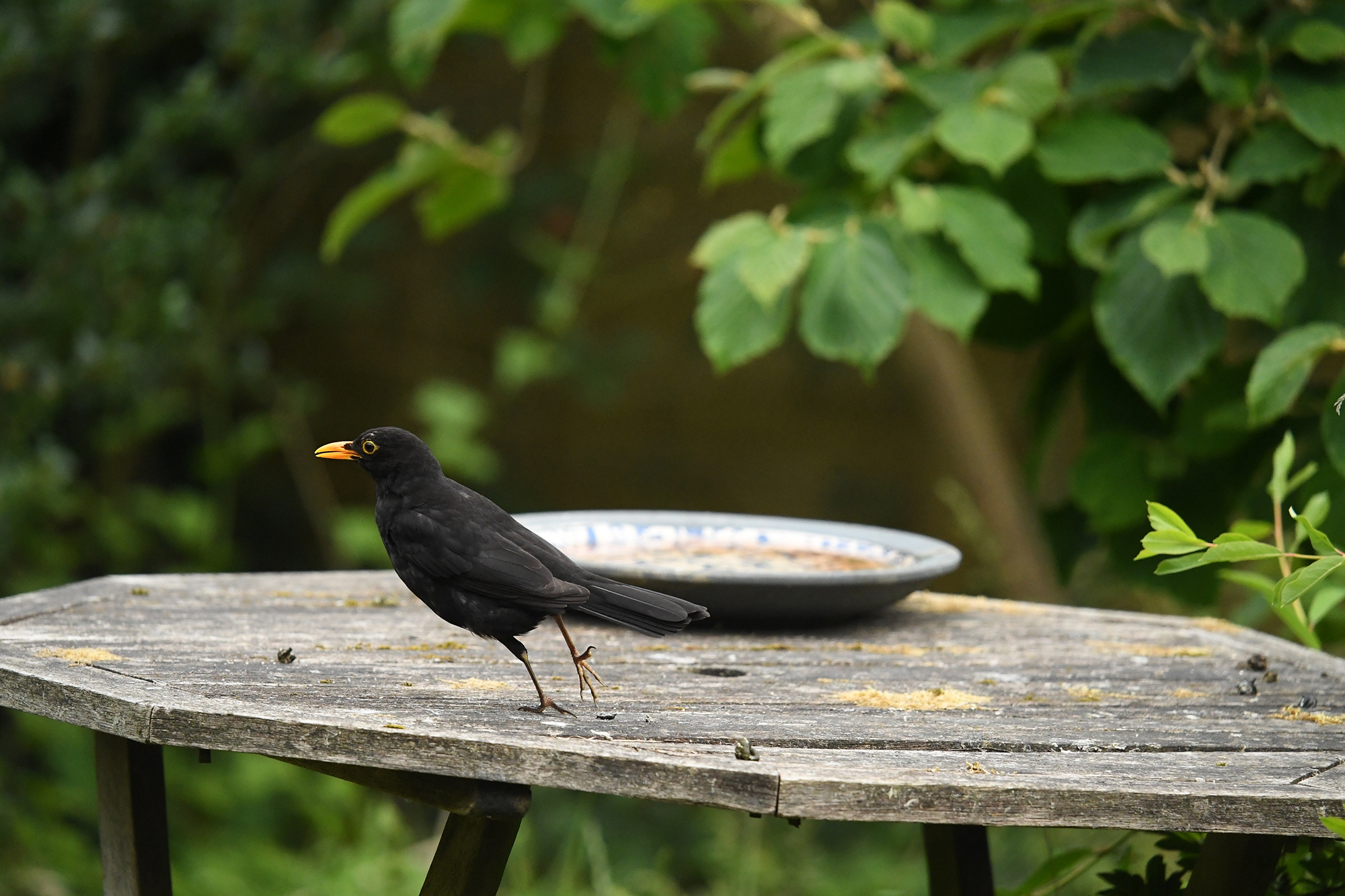 Blackbird