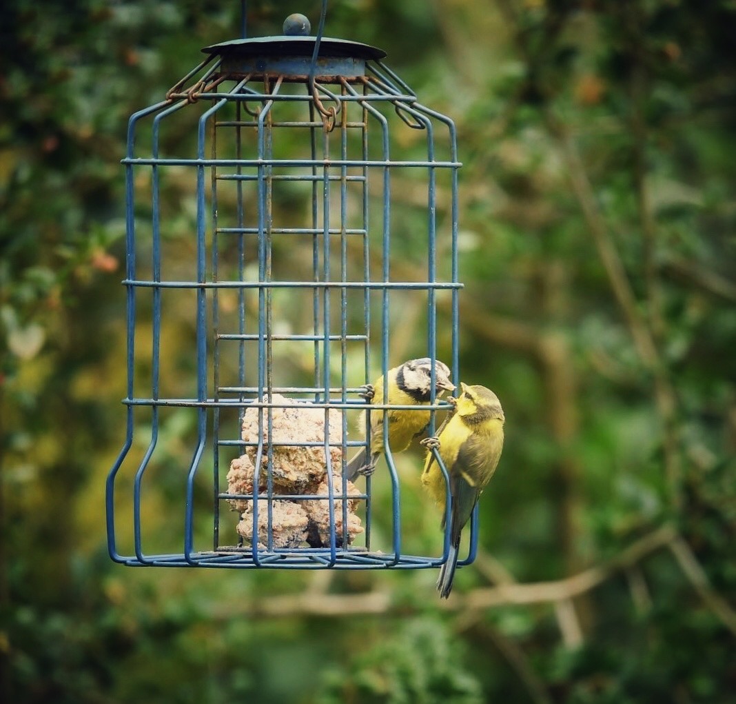 Blue tit mother and baby