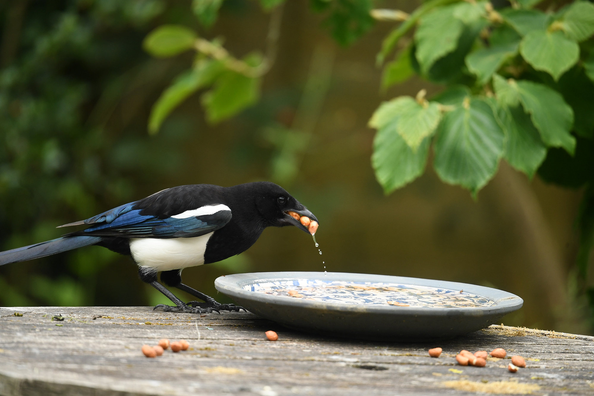 Greedy magpie