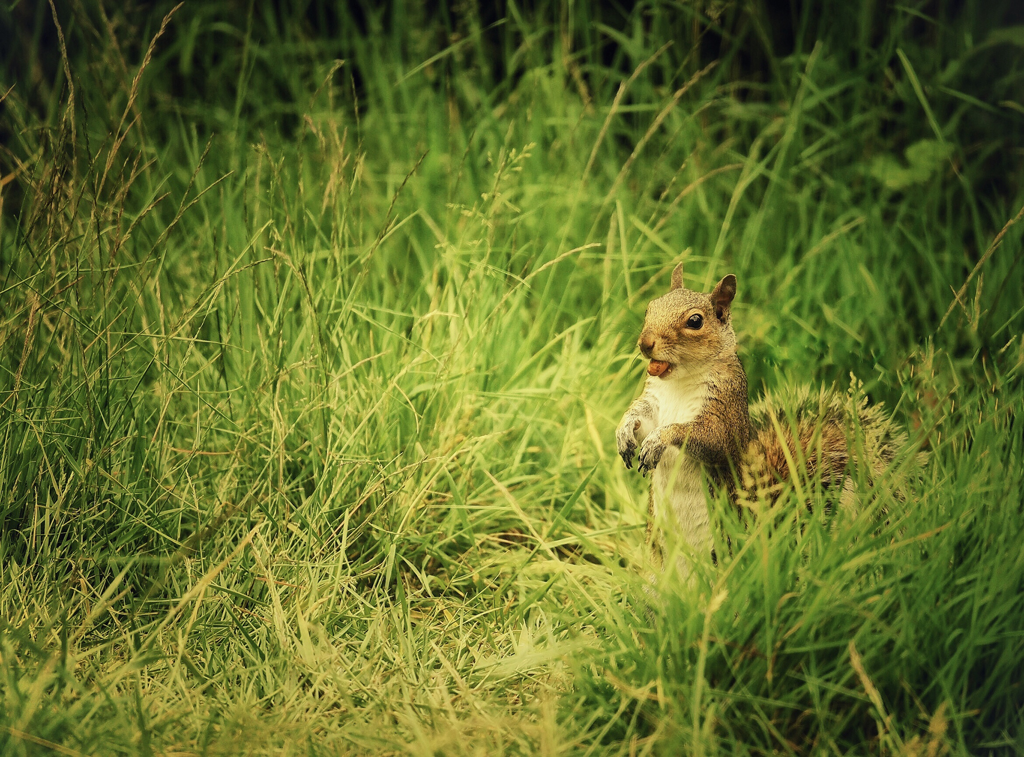 Hungry squirrel