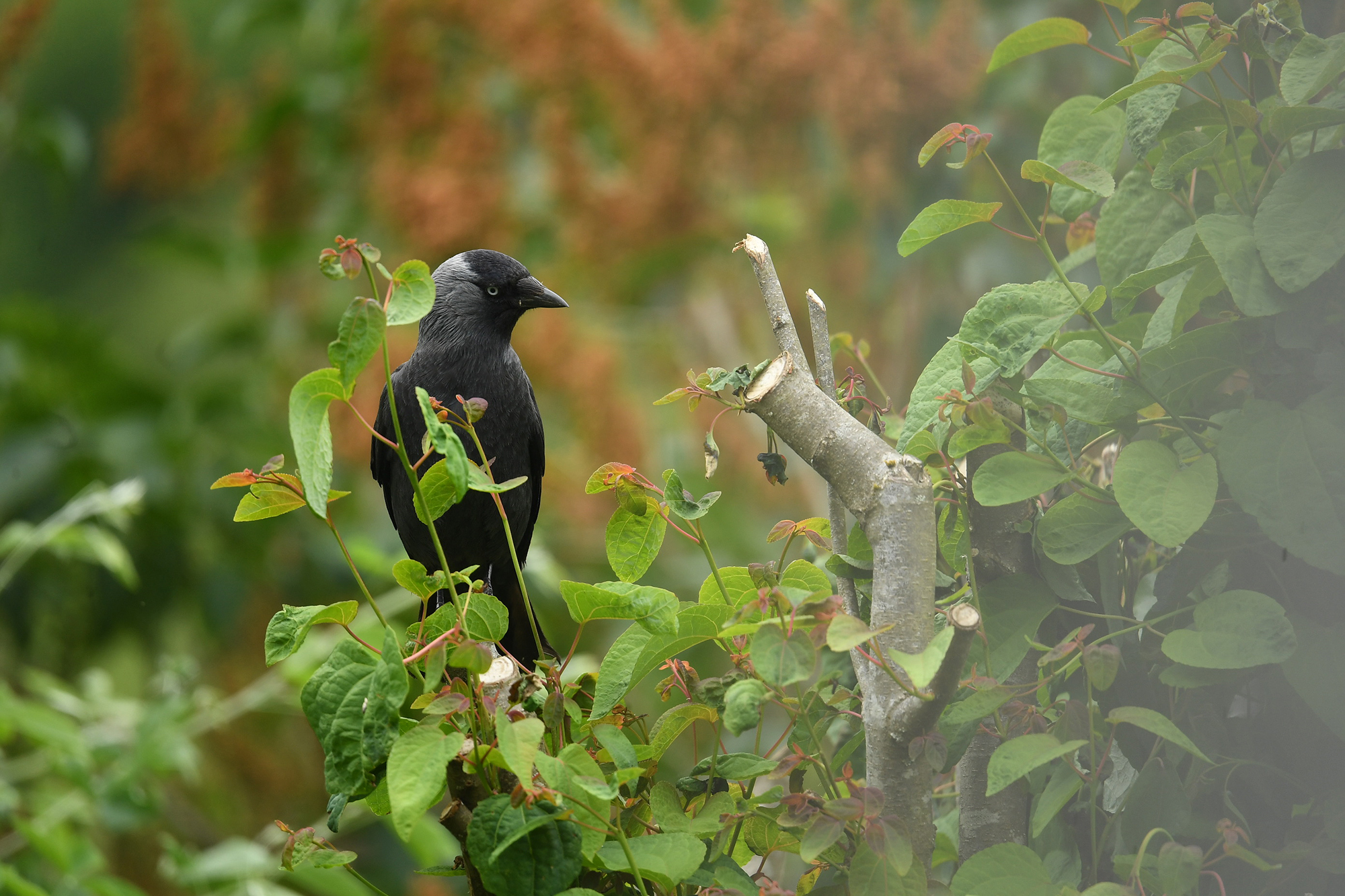 Jackdaw in a tree